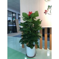 东莞南城发财树多少钱,办公室绿植出租-室内植物租摆