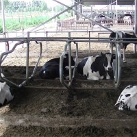 养牛设备牛卧栏 60热镀锌管牛卧床